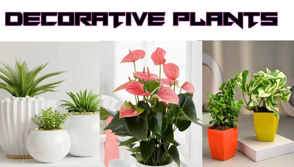 Decorative Plants