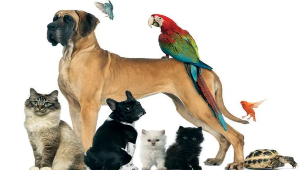 pet