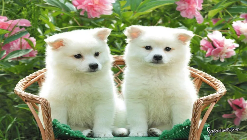 pet,