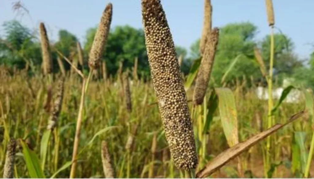 Types Of Crops In India